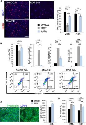 Inhibition of mitochondrial respiration has fundamentally different effects on proliferation, cell survival and stress response in immature versus differentiated cardiomyocyte cell lines